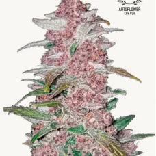 BLACKBERRY Auto